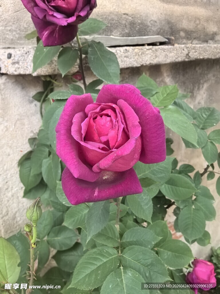 娇艳绽放的深粉玫瑰花