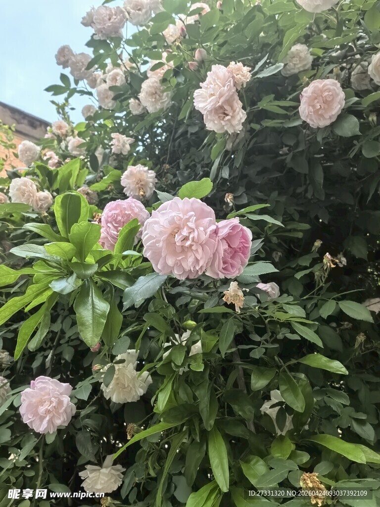 盛开的粉色繁花