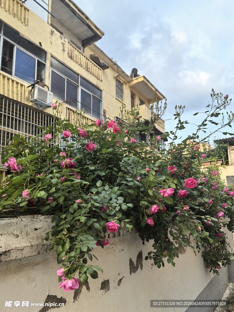 墙边绽放的艳丽粉色花朵