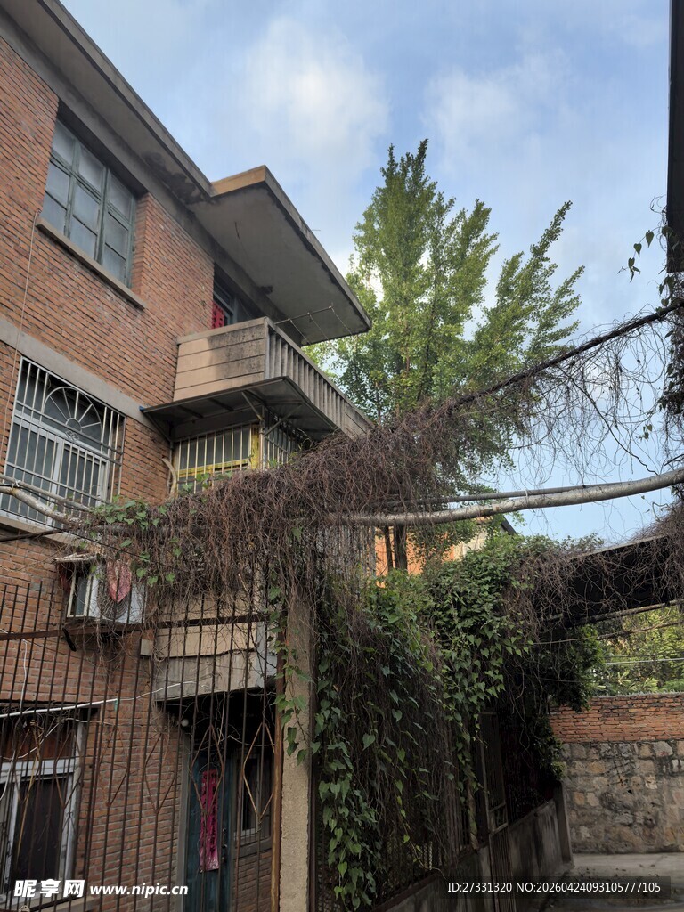 红砖房外的绿植藤蔓景象