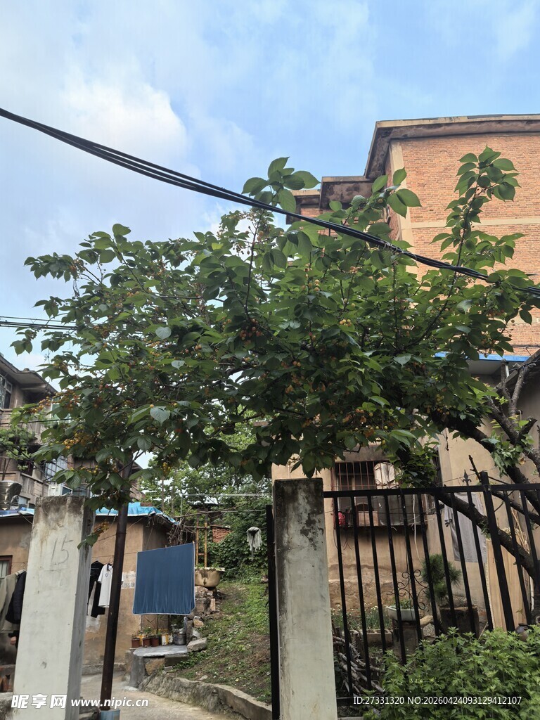 乡村小院外的繁茂绿树