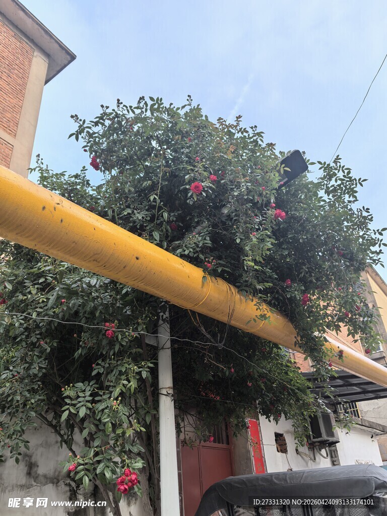 树枝压弯黄色管道景象