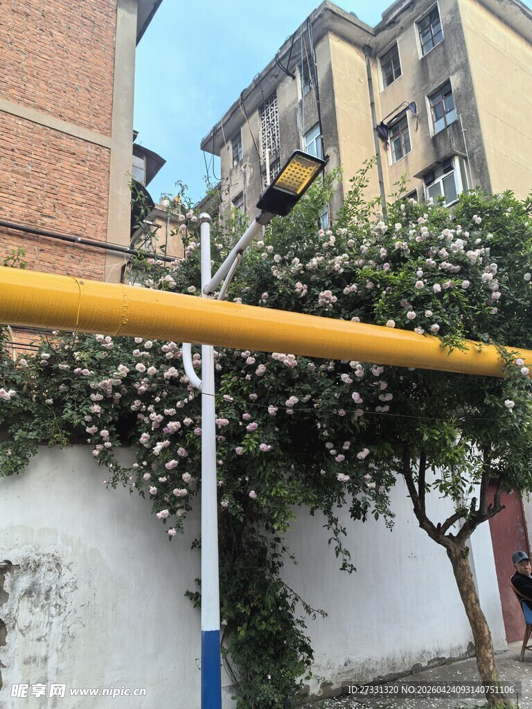 墙边绿植与黄色横杆场景