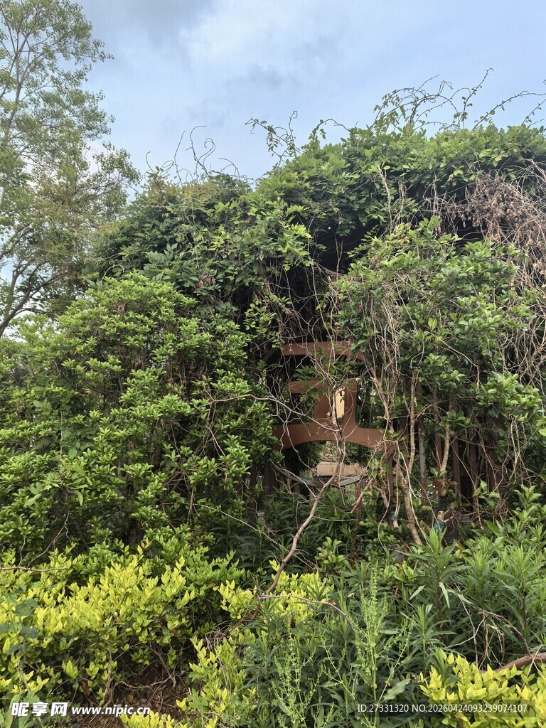 被绿植覆盖的废弃建筑