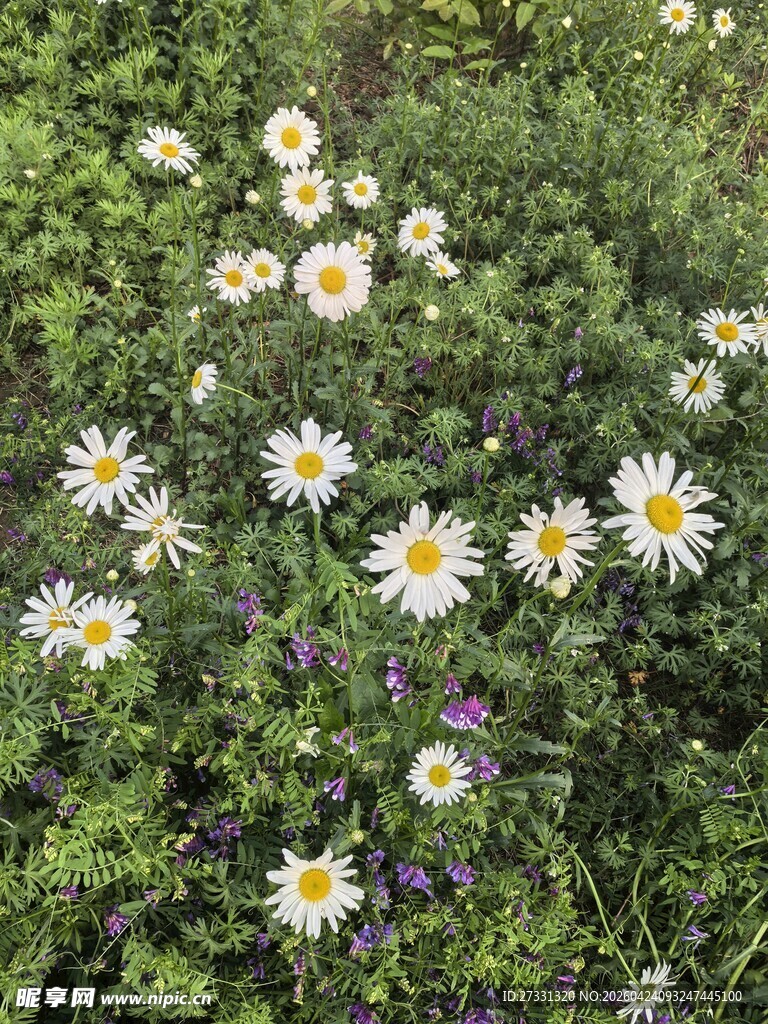 草地上的白色雏菊绽放