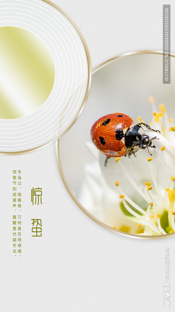 瓢虫栖于白花旁的静谧画面惊蛰