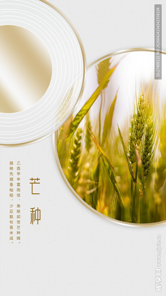 金黄麦田景象芒种