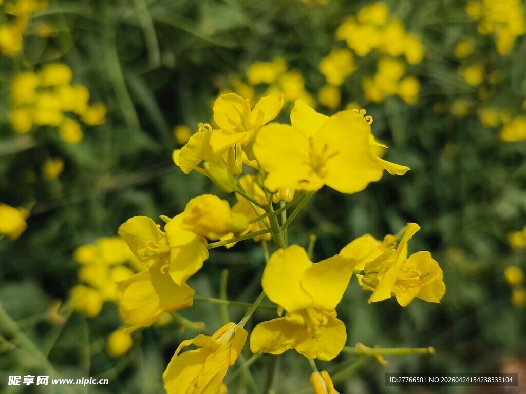 春日绽放的灿烂油菜花