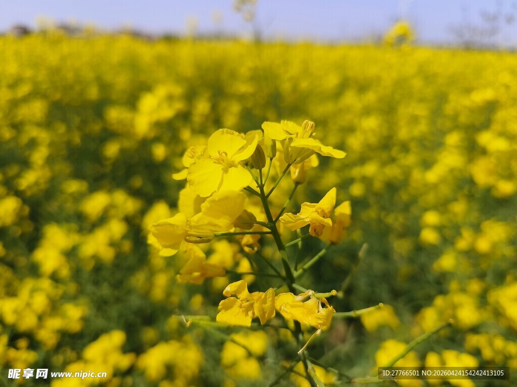金黄油菜花田绽放美景