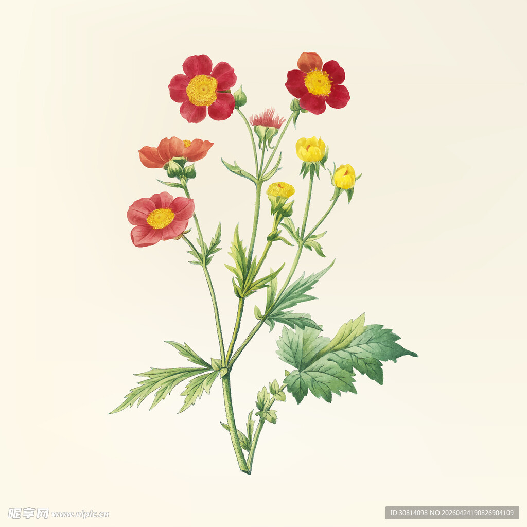 手绘花卉图