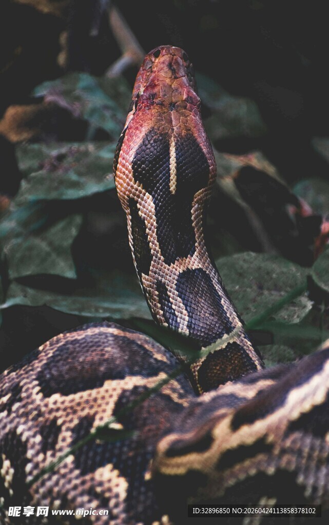 盘绕的多彩蟒蛇