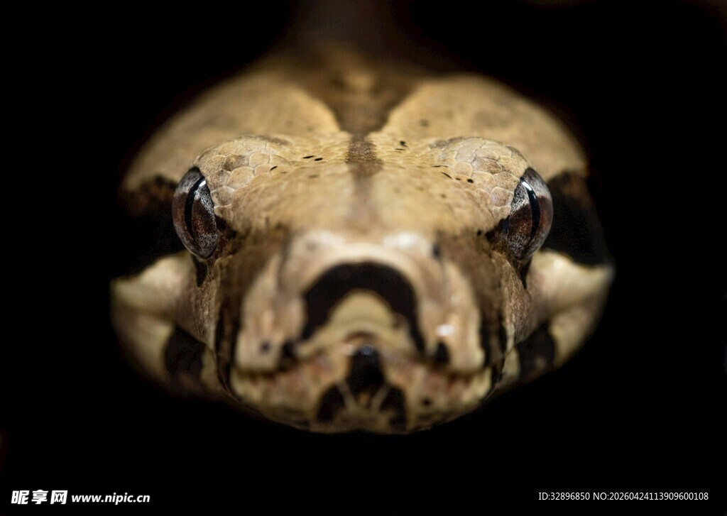 神秘动物头骨特写