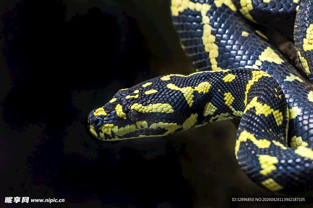 蓝黄相间巨蟒特写