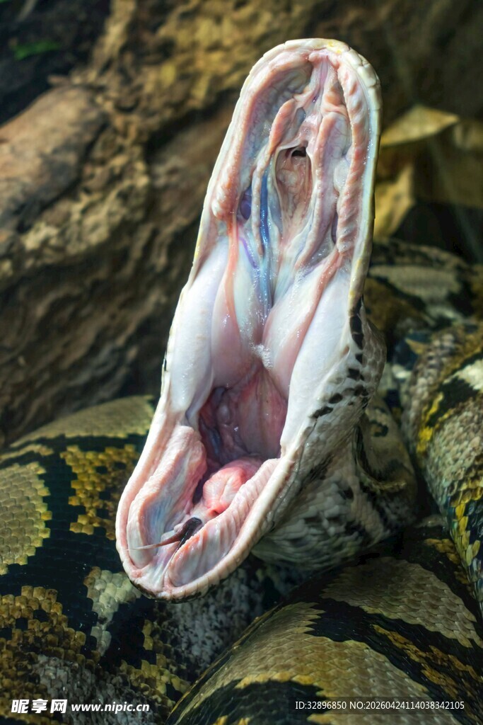 蟒蛇张开大口展示锋利牙齿