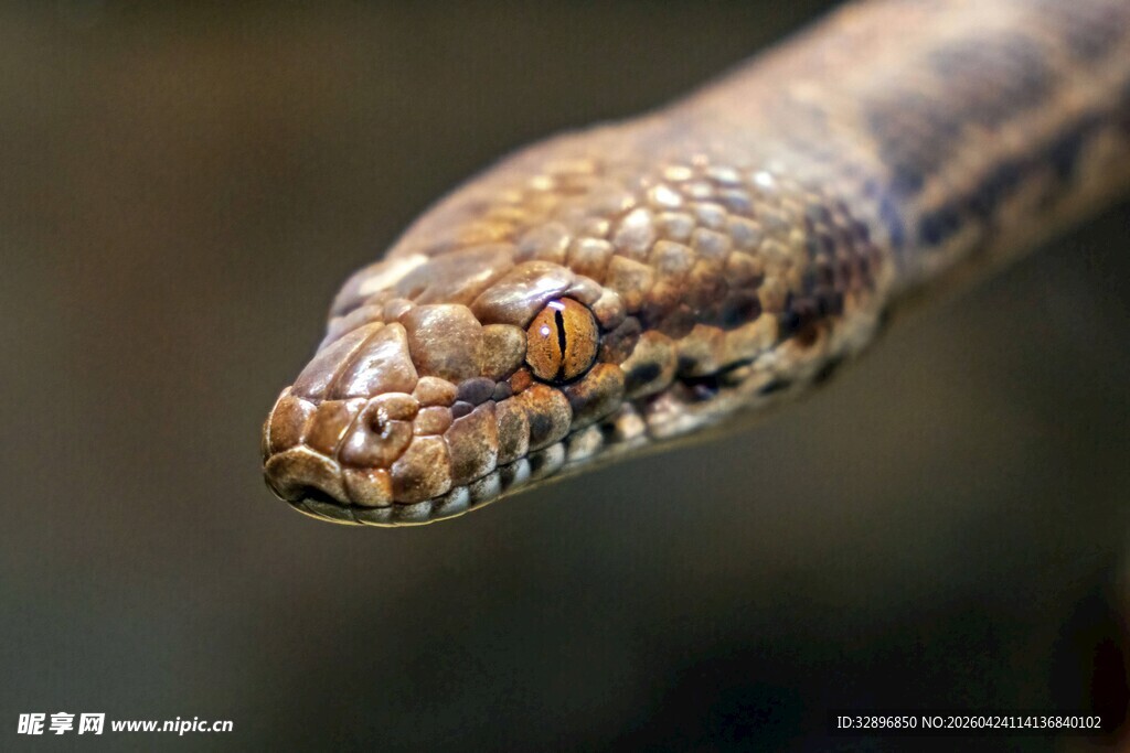 特写斑斓花纹的蛇头部