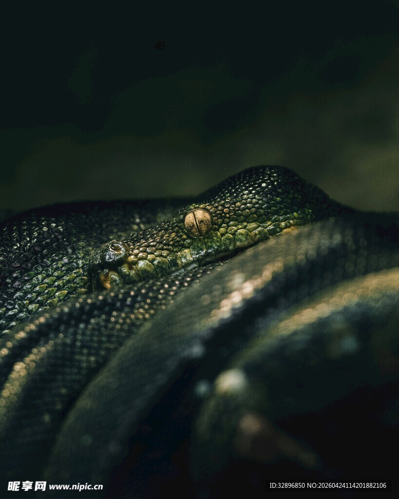 神秘蟒蛇特写