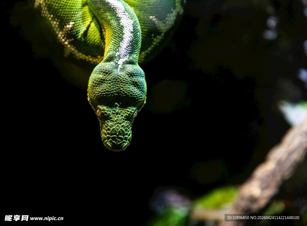 绿叶上的蜷曲绿蛇