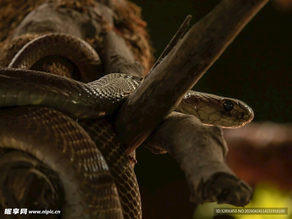 树枝上盘踞的蛇