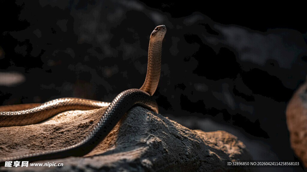 岩石上的优雅眼镜蛇