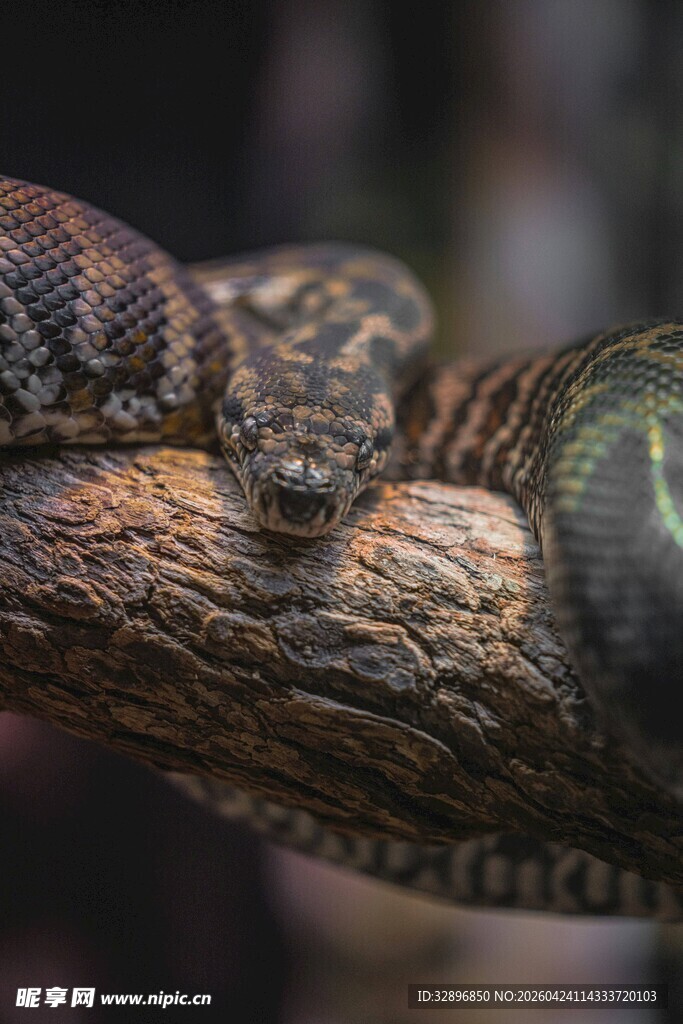 盘卧树枝的花纹蟒蛇