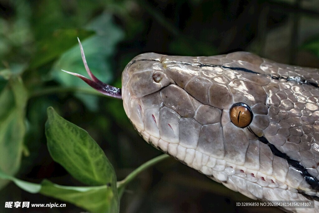 吐信毒蛇特写