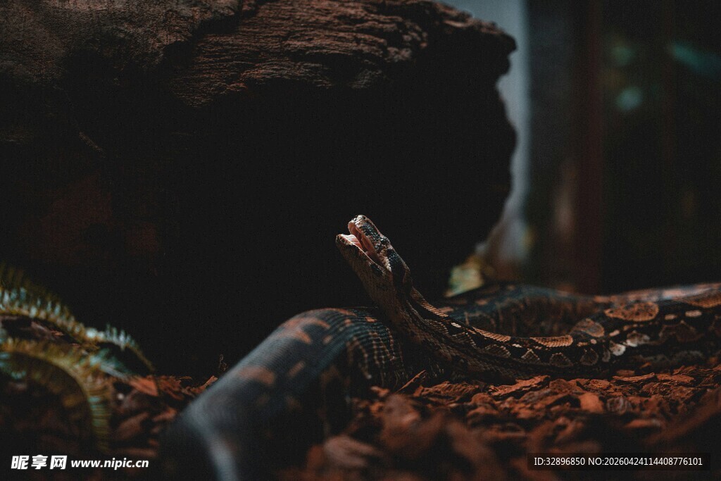 森林中的神秘爬行动物