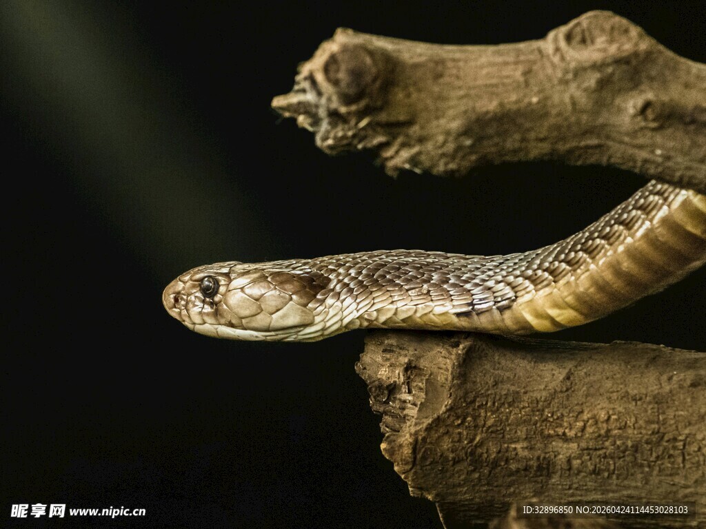 树枝上盘踞的花纹蛇