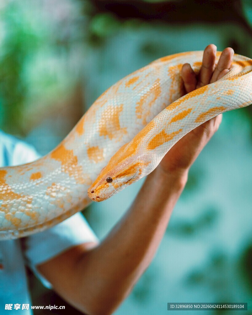 男子手持花纹绚丽的蟒蛇