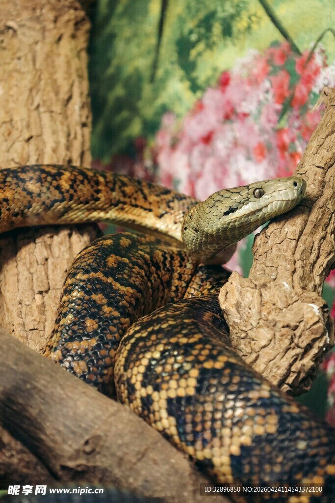 盘绕树枝的花纹斑斓蟒蛇