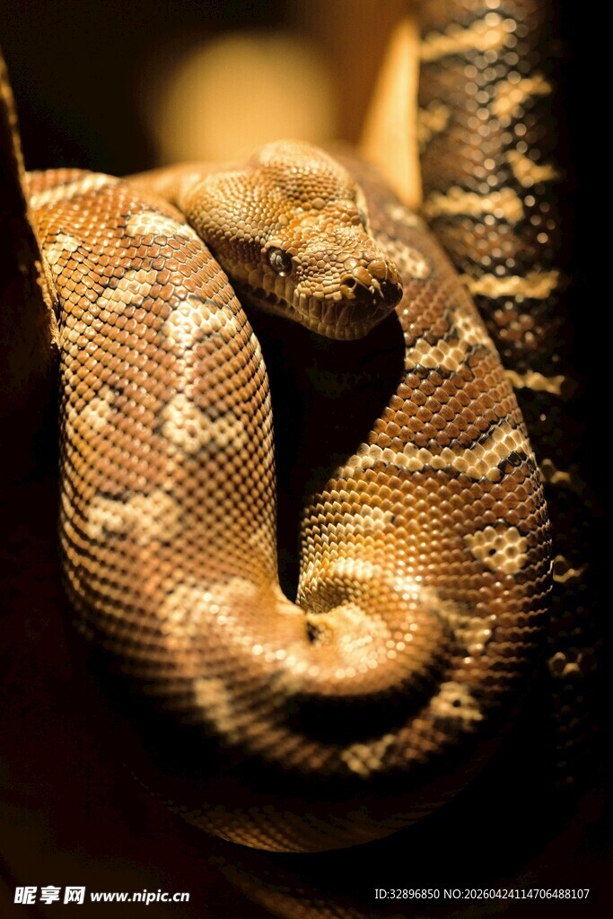 盘绕的花纹蟒蛇