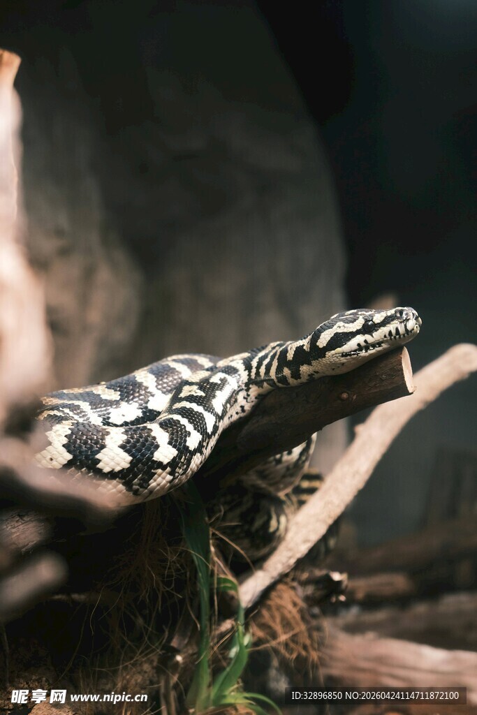 黑白花纹蛇盘踞树枝上