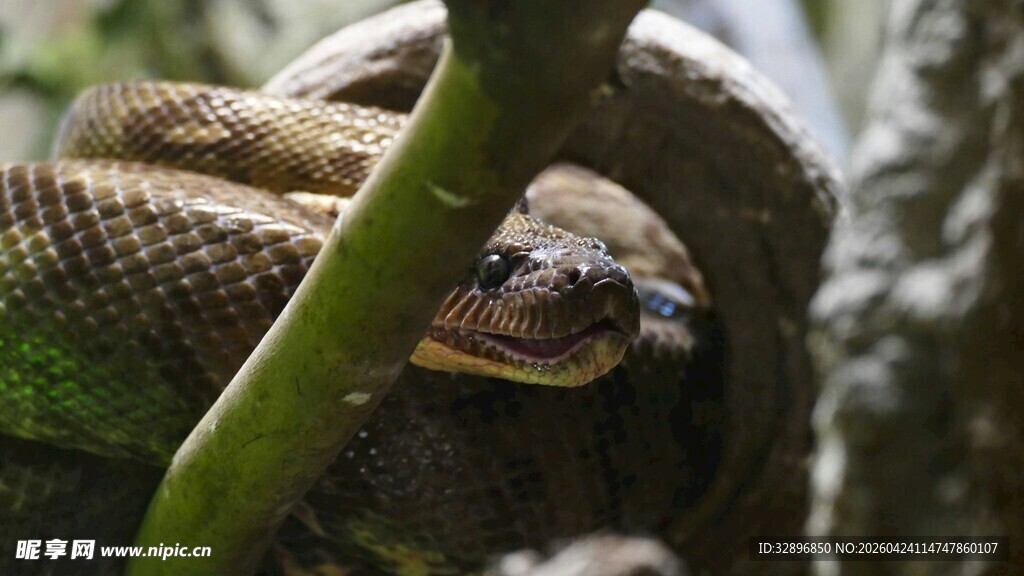 盘绕在绿植上的蛇