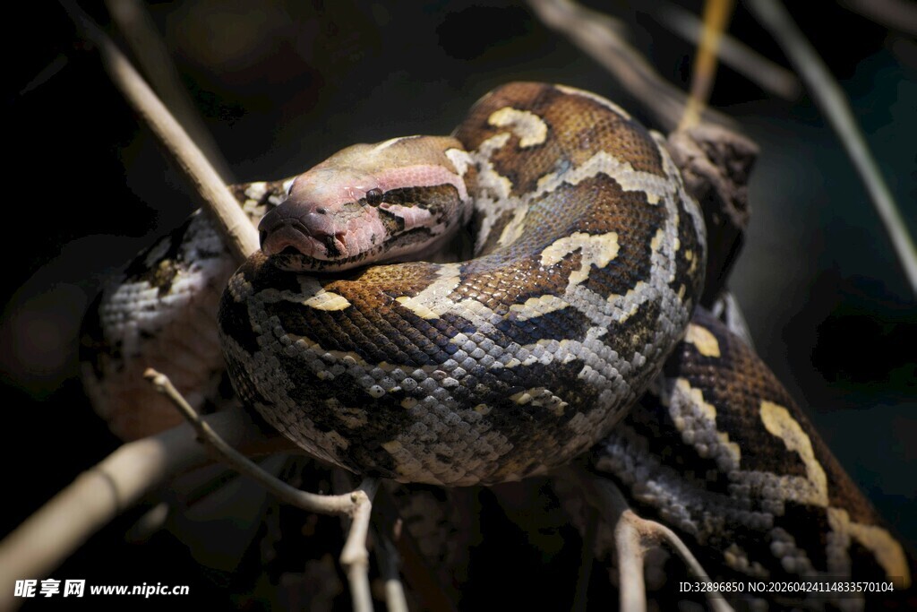 盘绕树枝的花纹蟒蛇