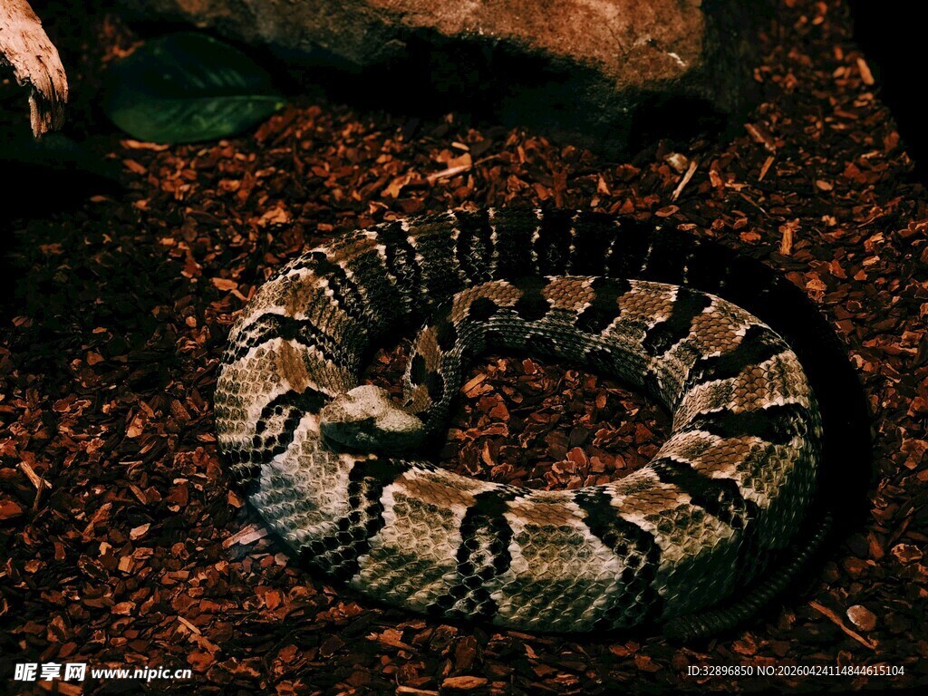 盘绕的花纹蟒蛇