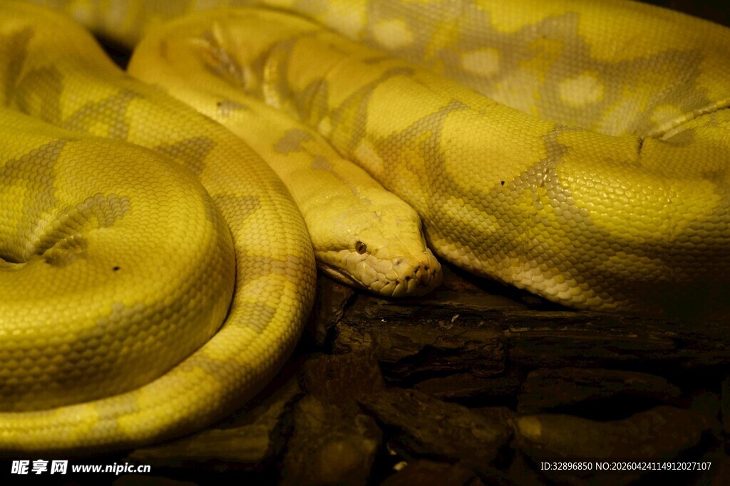 金黄蟒蛇盘踞