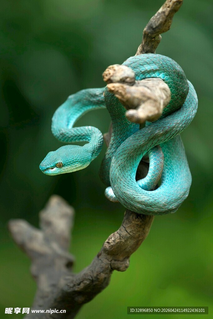 翠绿蛇盘踞枝头