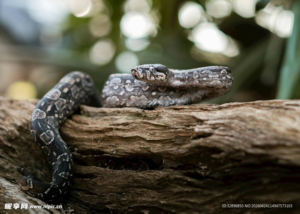 盘卧在木上的花纹蛇