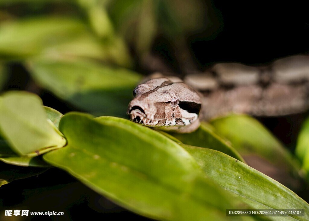 绿叶上的神秘小蛇