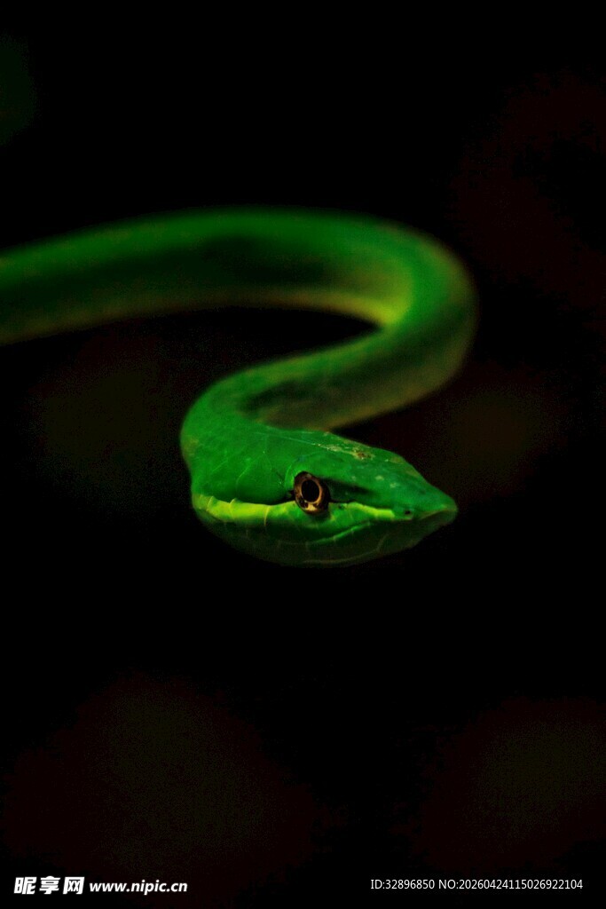 翠绿蜿蜒蛇