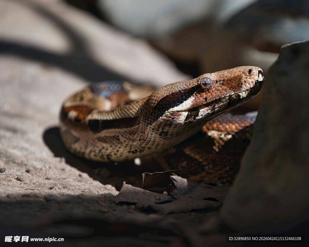 岩石间的花纹蛇