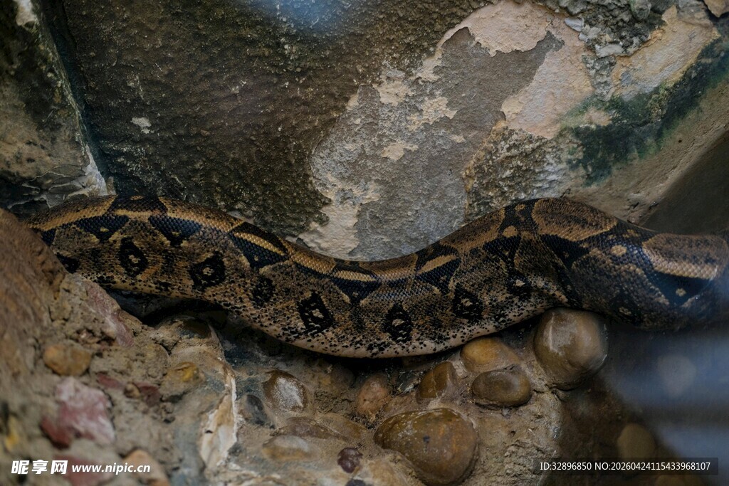 盘卧的花纹蛇
