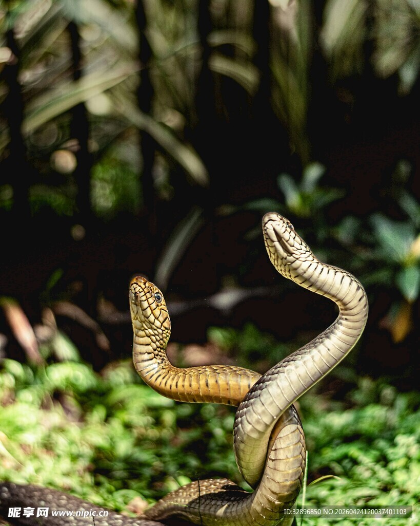 双蛇缠绕于绿植间