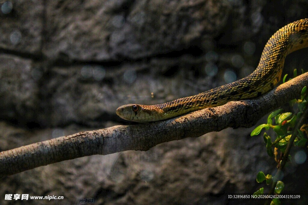 树枝上的斑斓蛇