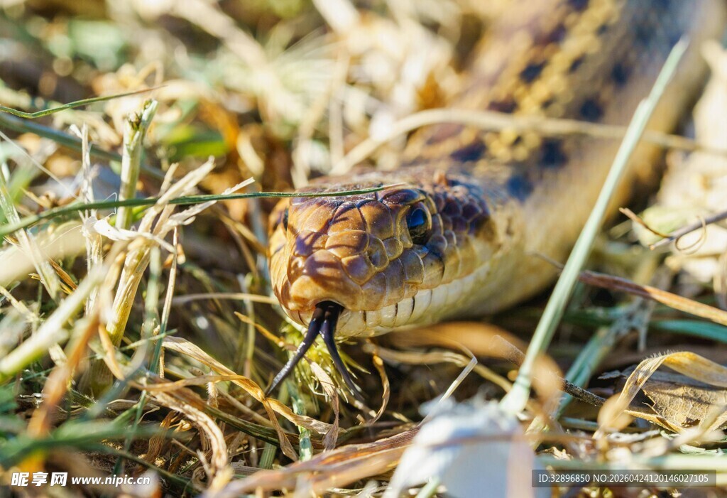 草丛中的蛇特写