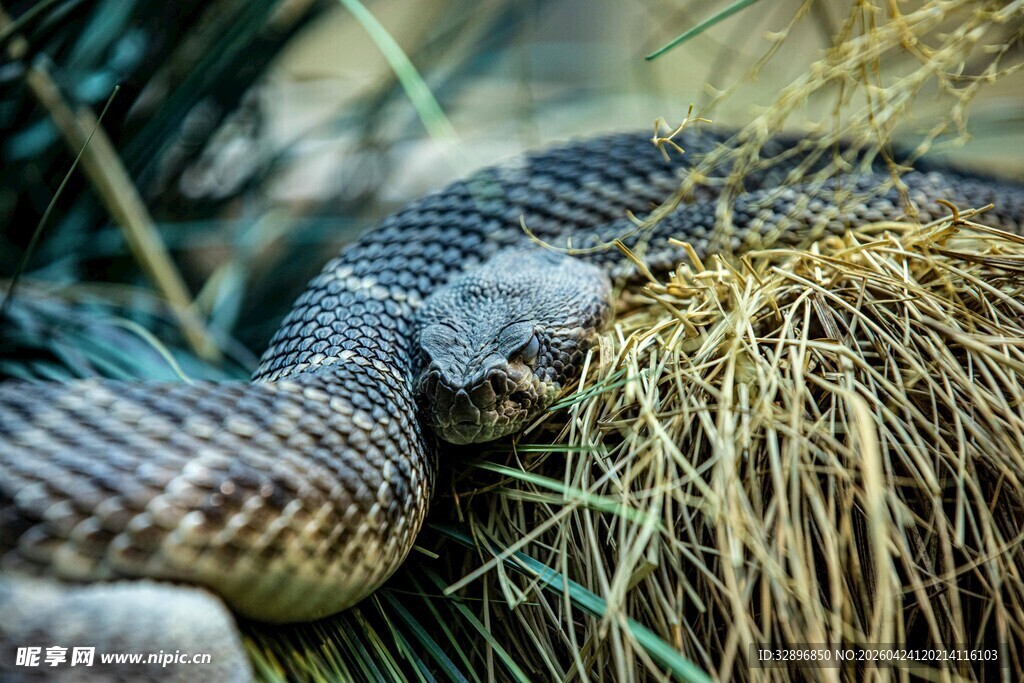 草丛中的蜷曲蛇类
