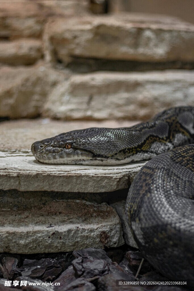 石板上的蛇
