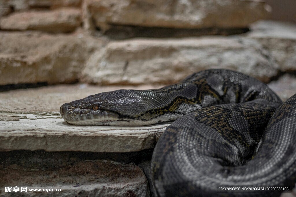 盘卧于石上的黑色大蛇