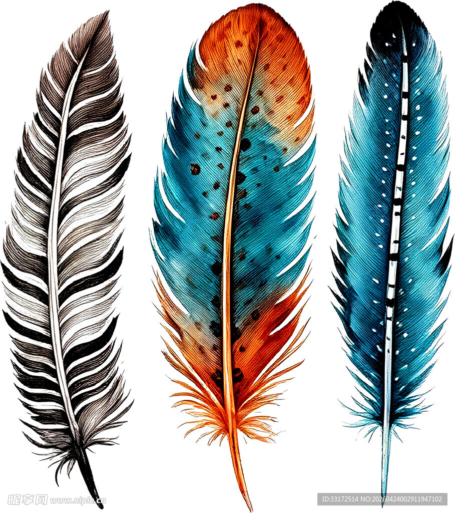 多彩羽毛插画