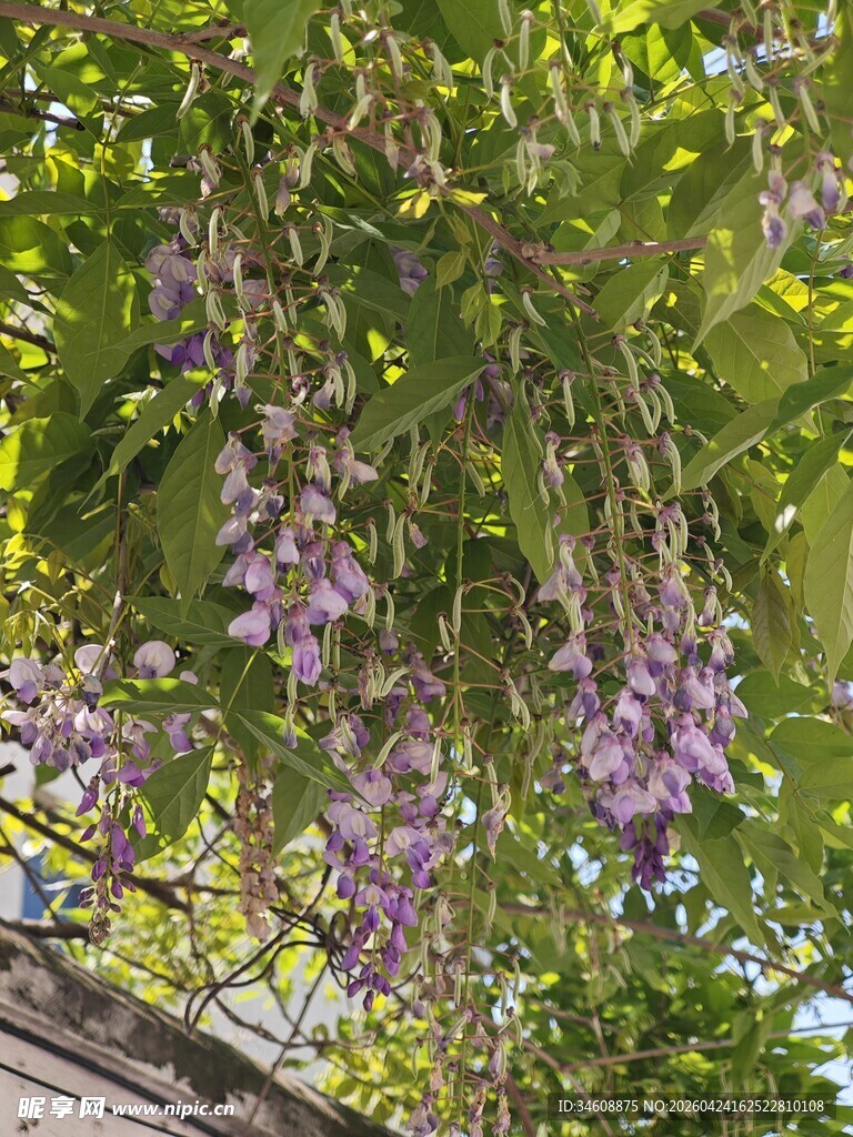 紫藤花垂挂于绿叶间