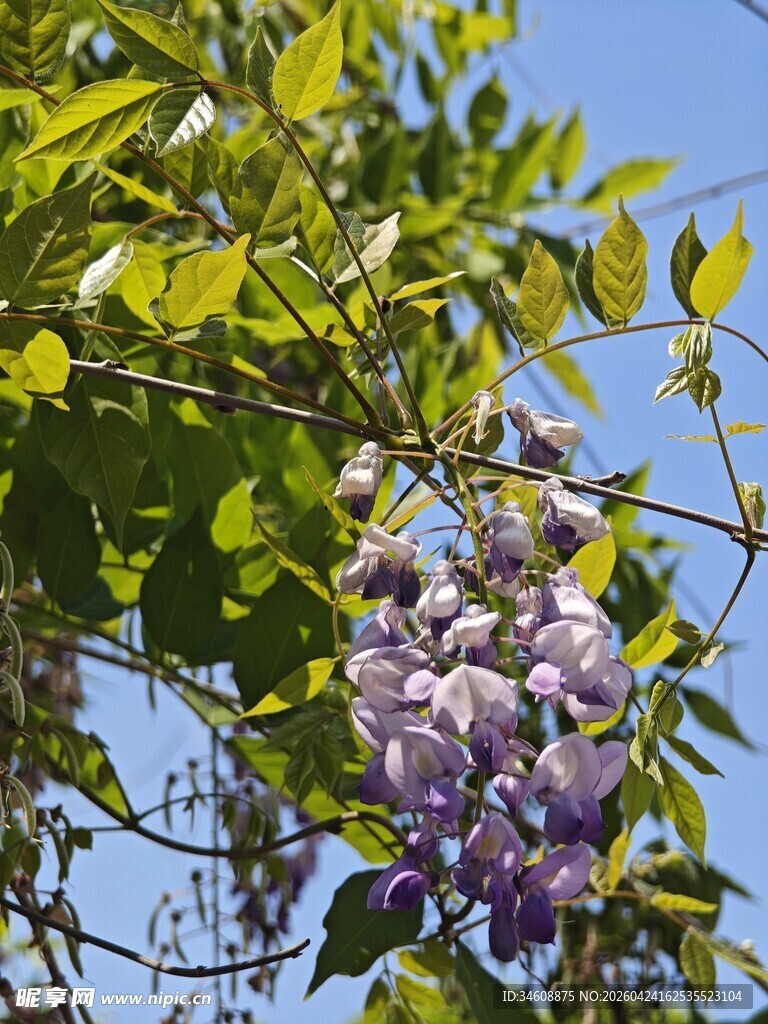 紫藤花